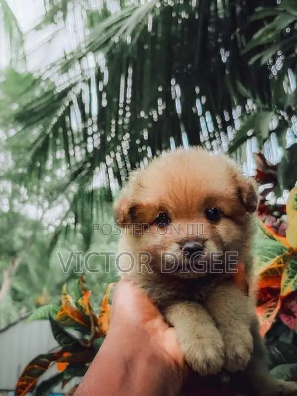 Lion Pomeranian Puppy