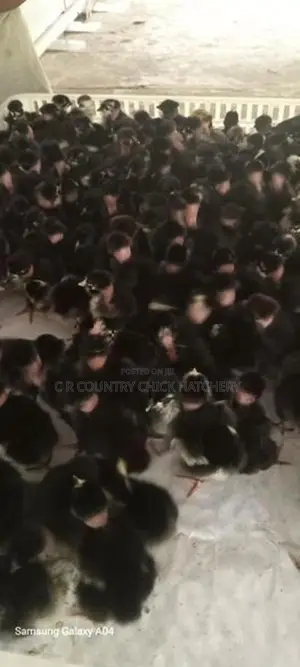 கழுத்து வெட்டி கோழி குஞ்சு