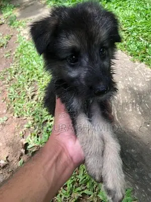 german shepherd puppy