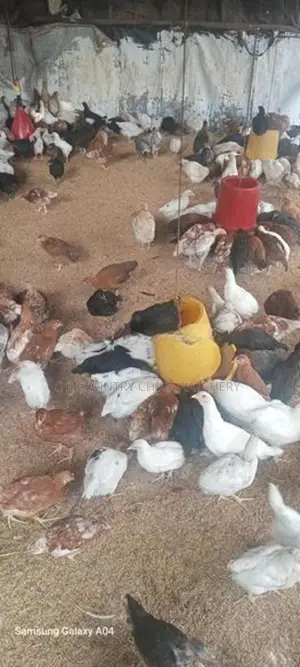 முட்டை கோழி குஞ்சு