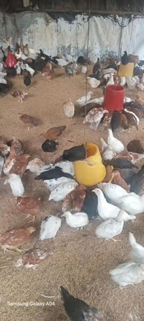 முட்டை கோழி குஞ்சு
