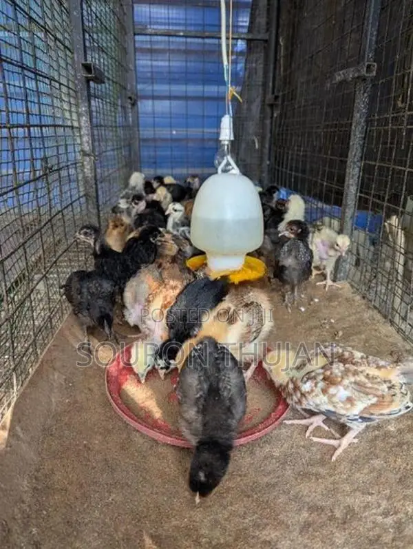 நாட்டுக்கோழி
