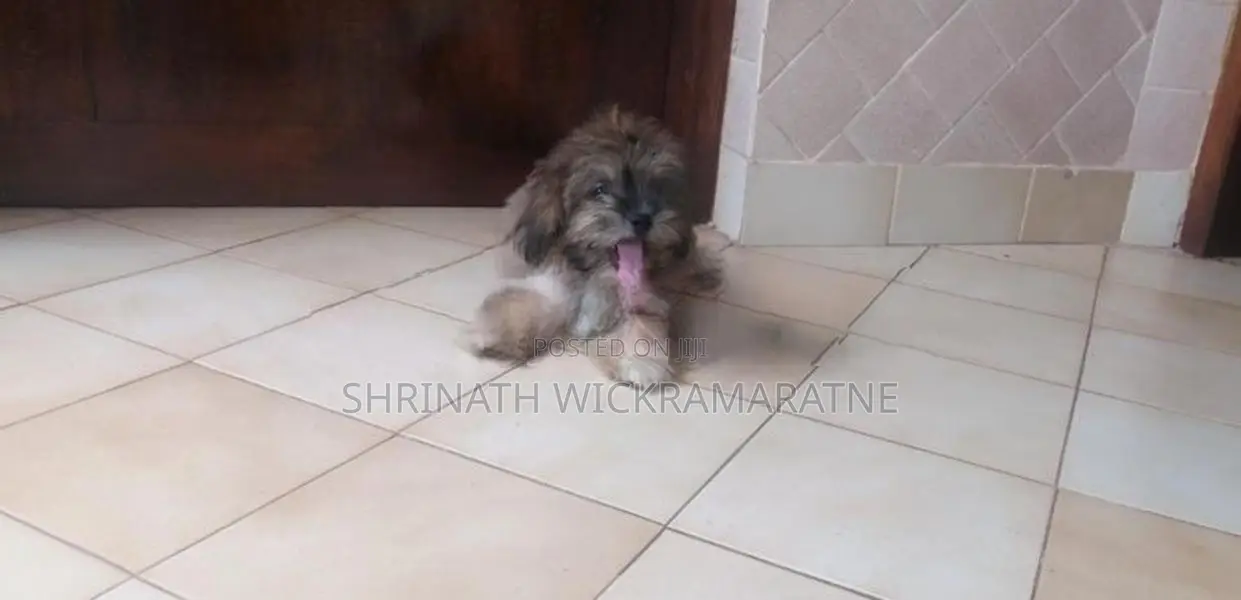 Shih Tzu Puppies
