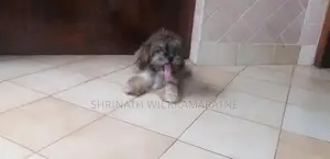 Shih Tzu Puppies