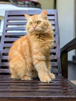 Persian Cat