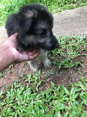 german shepherd puppy