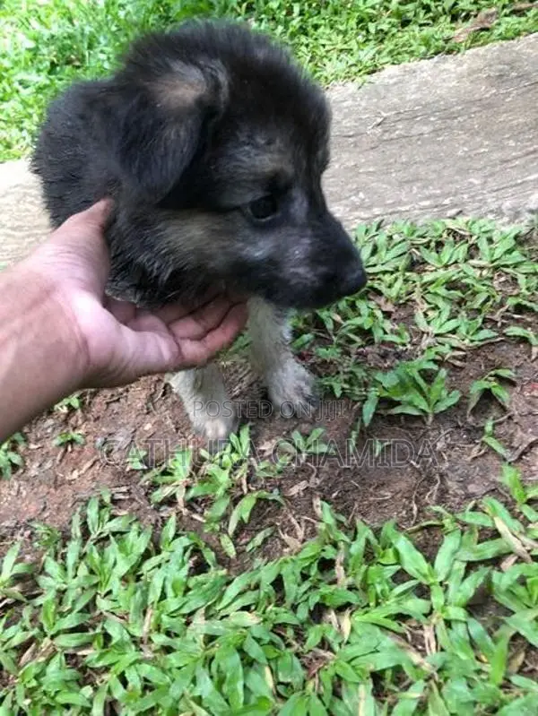 german shepherd puppy