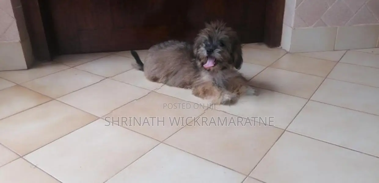 Shih Tzu Puppies