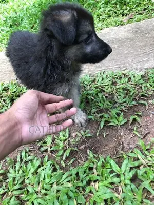 german shepherd puppy
