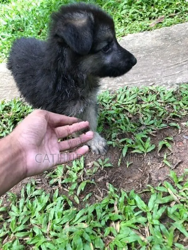 german shepherd puppy