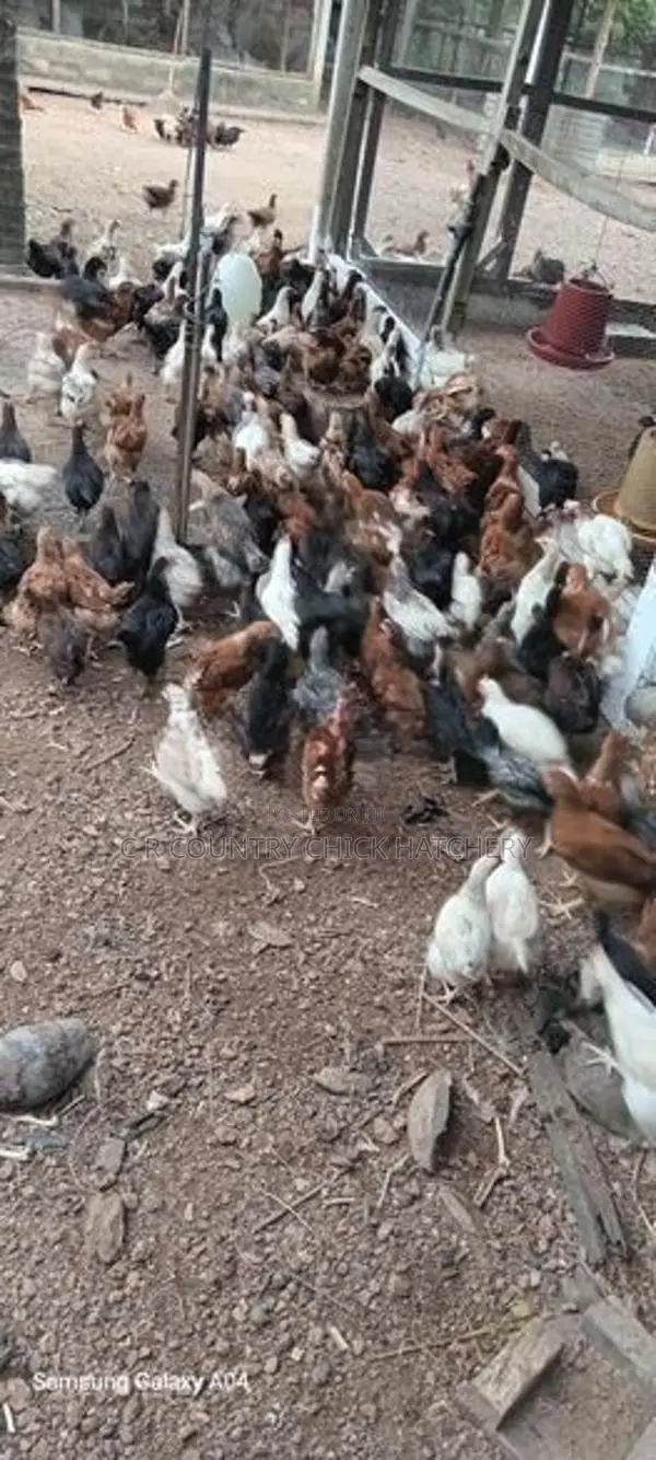 முட்டை கோழி குஞ்சு