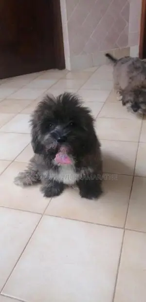 Shih Tzu Puppies