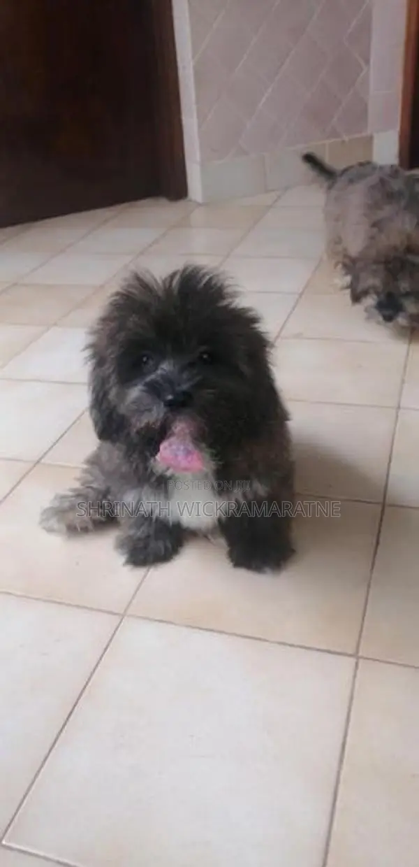 Shih Tzu Puppies