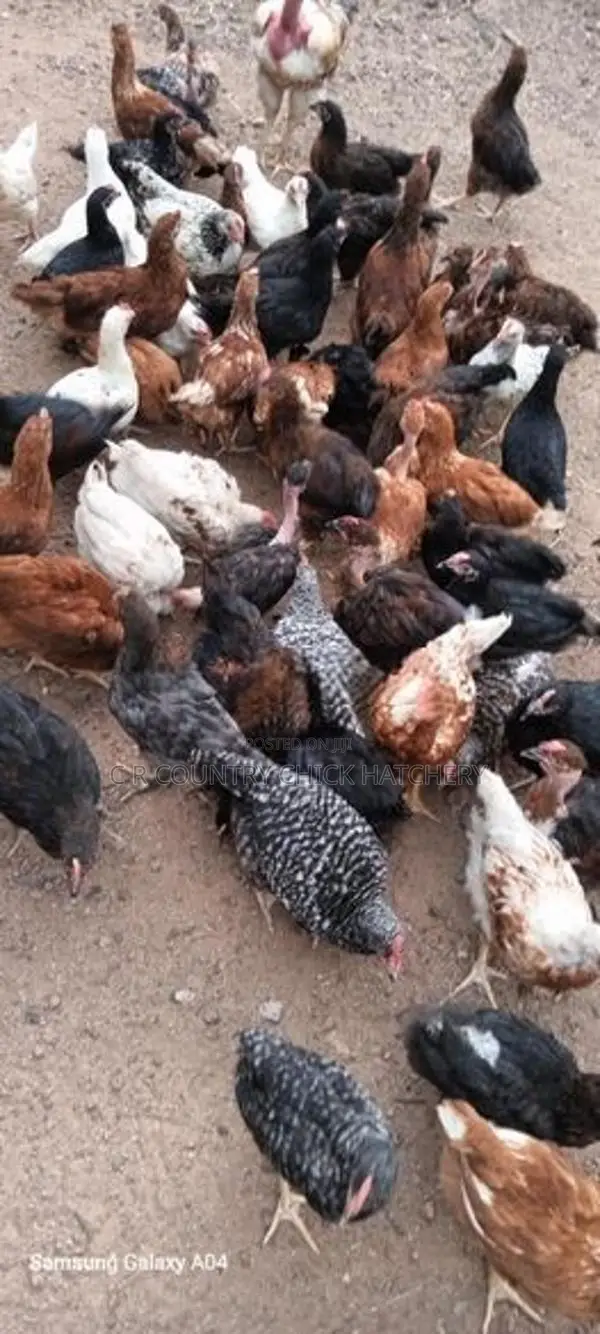 முட்டை கோழி குஞ்சு
