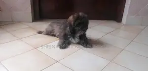 Shih Tzu Puppies