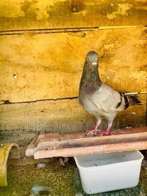 Alu Indian Pigeon