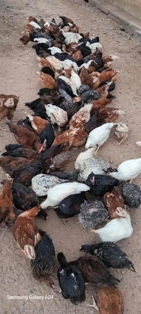 முட்டை கோழி குஞ்சு