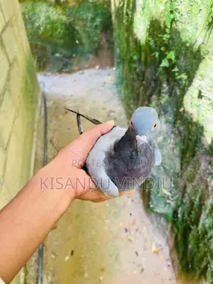 Alu Indian Pigeon