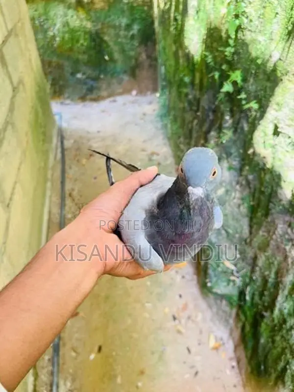 Alu Indian Pigeon