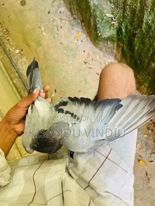 Alu Indian Pigeon