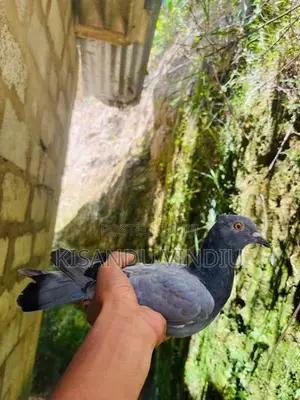 Alu Indian Pigeon