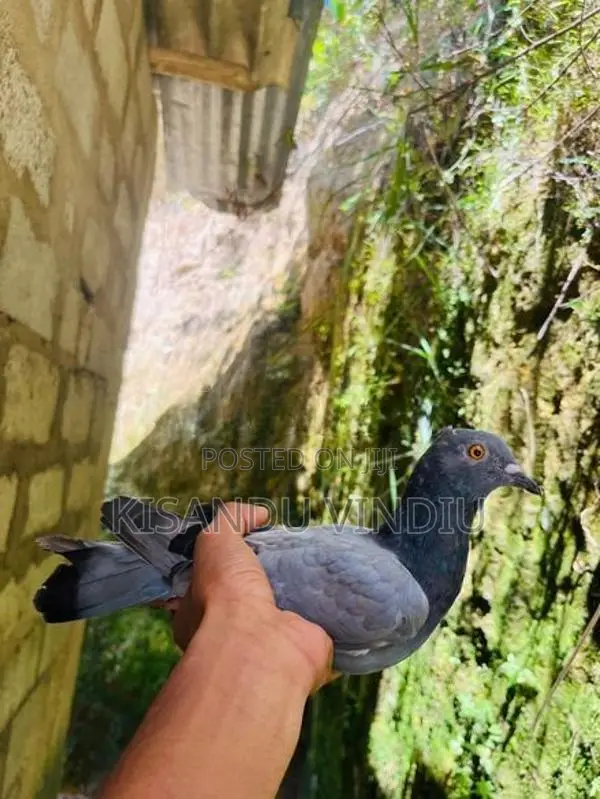 Alu Indian Pigeon