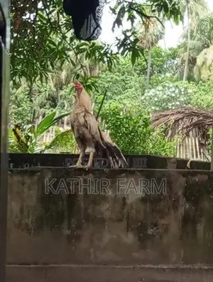 Parrot Beak Rooster