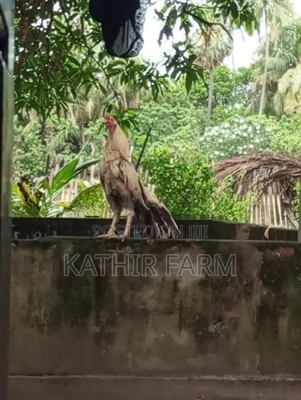Parrot Beak Rooster