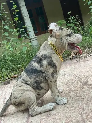 American bully