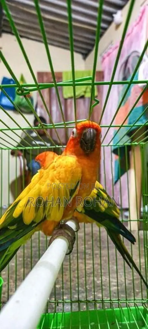 Sun Conure Chick