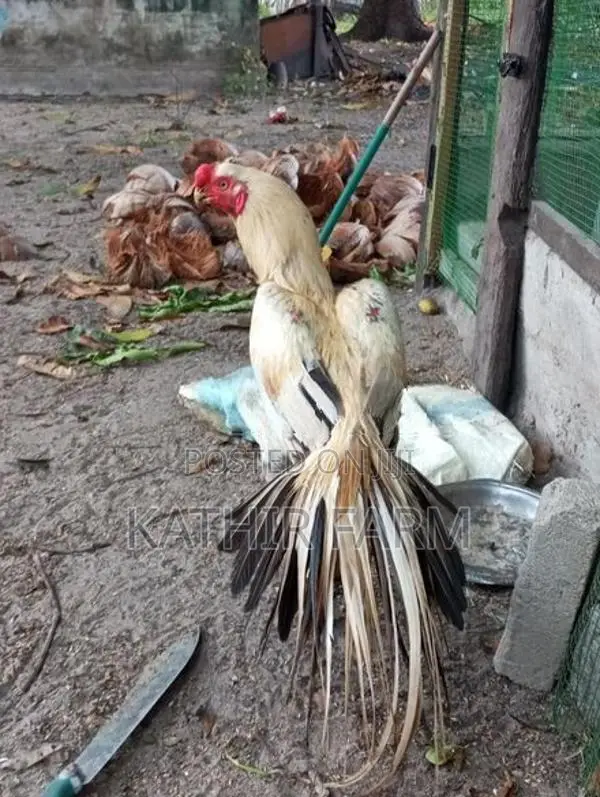 Parrot Beak Rooster