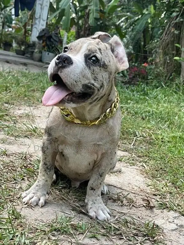 American bully