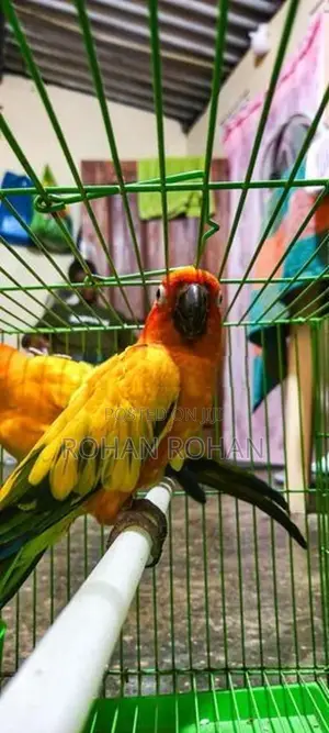 Sun Conure Chick