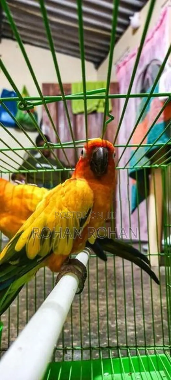 Sun Conure Chick