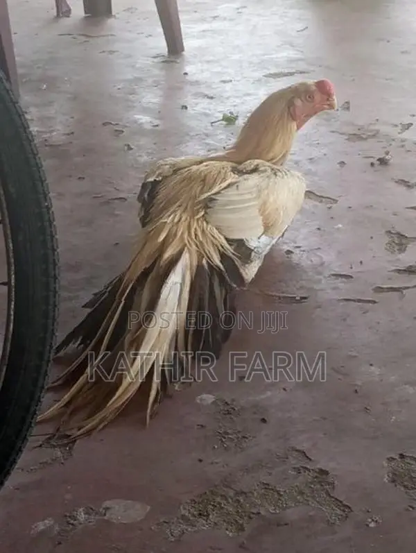 Parrot Beak Rooster