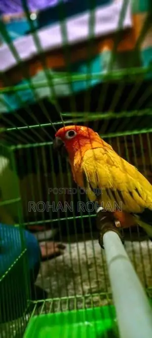 Sun Conure Chick