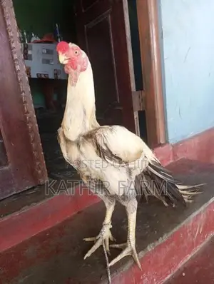 Parrot Beak Rooster