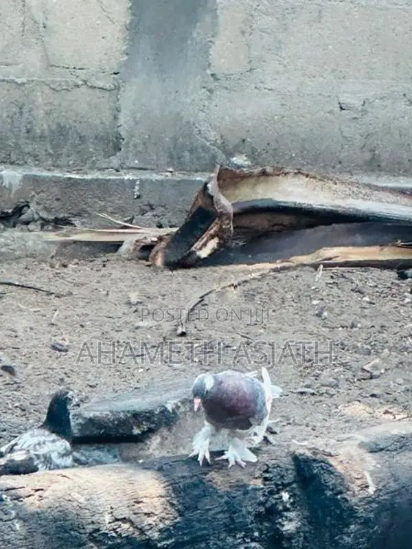 Boot Pigeon