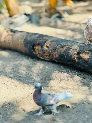 Boot Pigeon