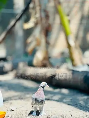 Boot Pigeon