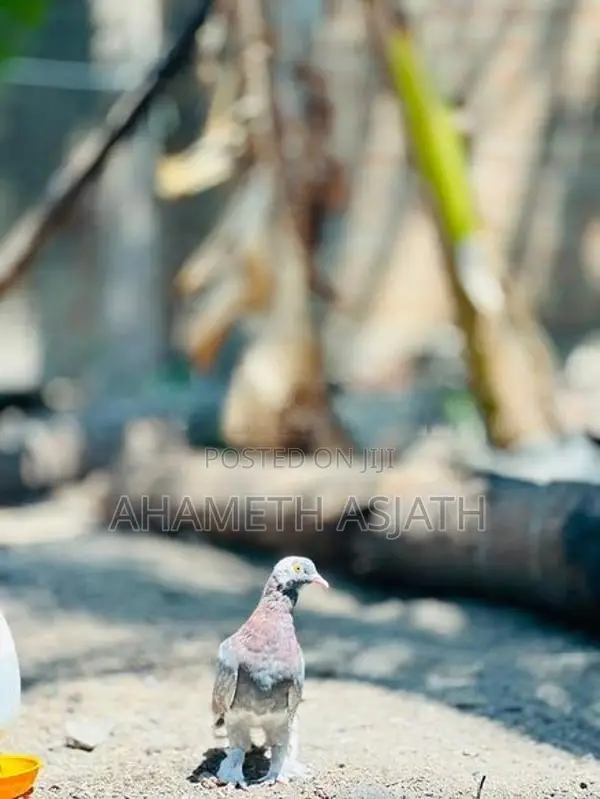 Boot Pigeon