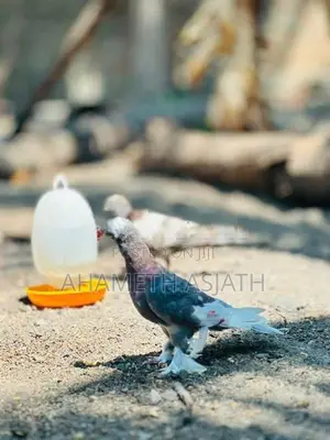 Boot Pigeon