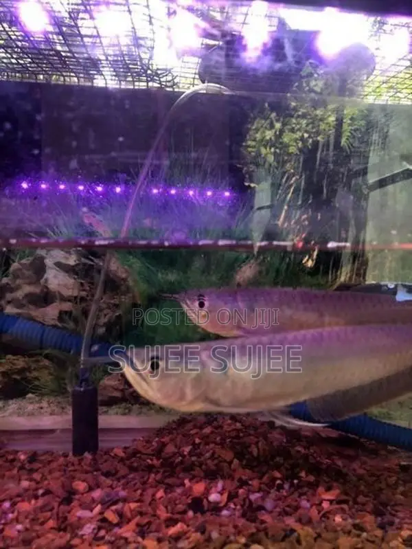 silver Arowana