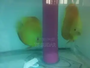 Discus Fish