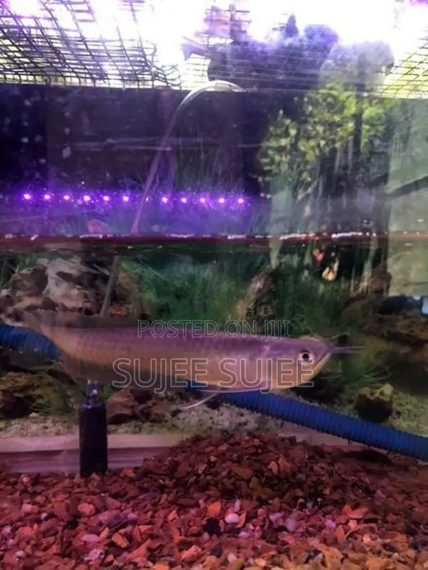 silver Arowana