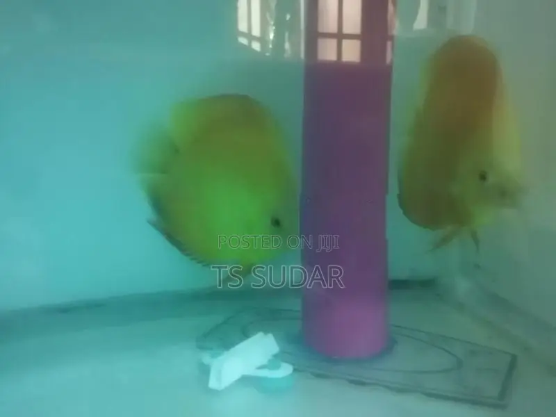 Discus Fish