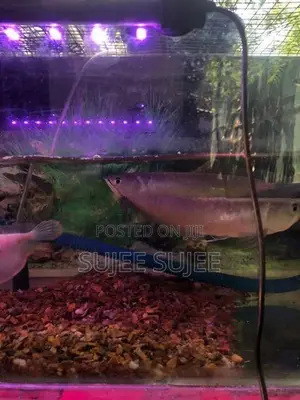 silver Arowana