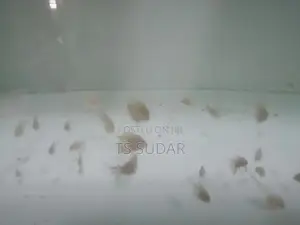 Discus Fish