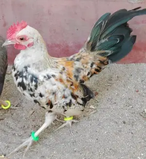 OEG Rooster