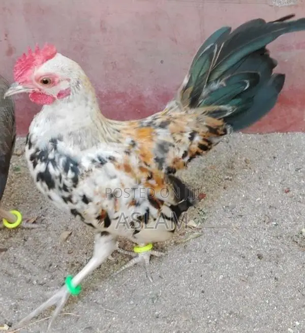 OEG Rooster